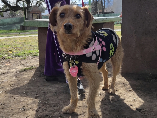 Salud Animal en Valle Hermoso: convocan a una nueva jornada de vacunaci&oacute;n antirr&aacute;bica gratuita