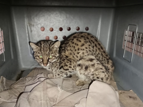 Trasladan al Tat&uacute; Carreta a un gato mont&eacute;s herido en los incendios