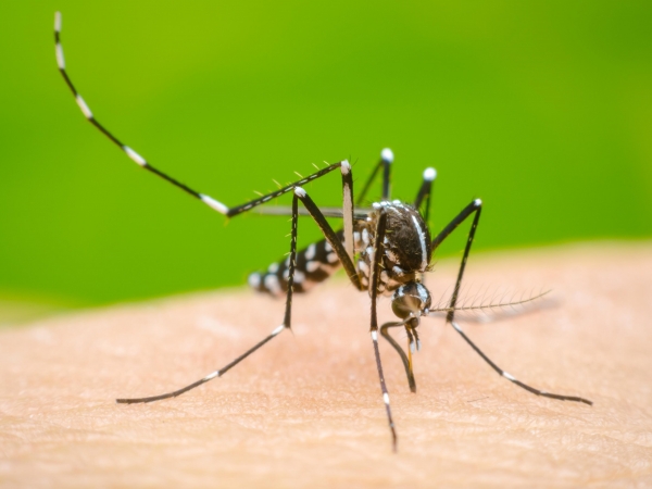 Son 125 los casos de dengue en la provincia