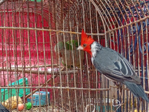 Trasladaron 41 animales silvestres rescatados del cautiverio al Tat&uacute; Carreta