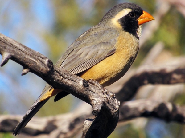 Rescataron 396 aves que eran trasladadas en un cami&oacute;n: fueron llevadas al Tat&uacute; Carreta