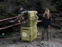 La Polic&iacute;a Ambiental liber&oacute; 53 animales rehabilitados en el Tat&uacute; Carreta