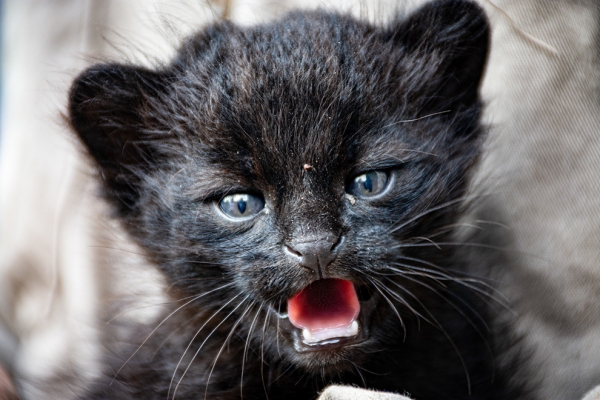 Trasladaron un gatito mont&eacute;s mel&aacute;nico al Tat&uacute; Carreta