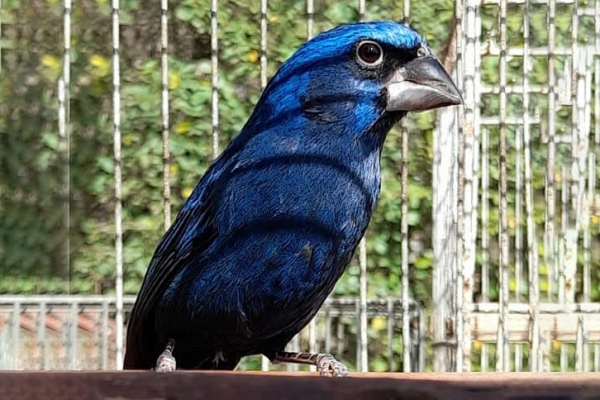 Carlos Paz: secuestraron m&aacute;s de 80 aves en dos viviendas