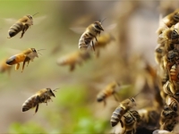 Una familia sufri&oacute; el ataque de un enjambre de abejas en Bialet Mass&eacute;&nbsp;