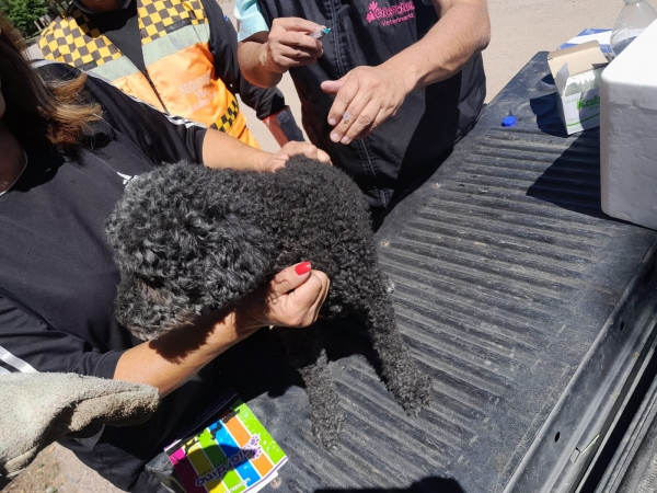 Segunda etapa de la Campa&ntilde;a de Vacunaci&oacute;n Antirr&aacute;bica en Villa Giardino
