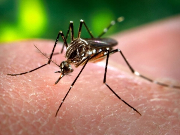 Ya suman 875 los casos de dengue en la provincia