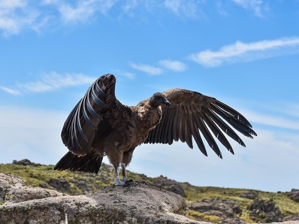 Por primera vez en C&oacute;rdoba, liberan un c&oacute;ndor andino juvenil con rastreador satelital