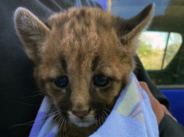 Otro puma rescatado en el centro norte cordob&eacute;s