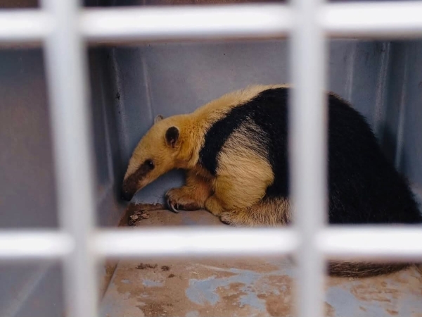 Rescataron a un oso melero en Charbonier