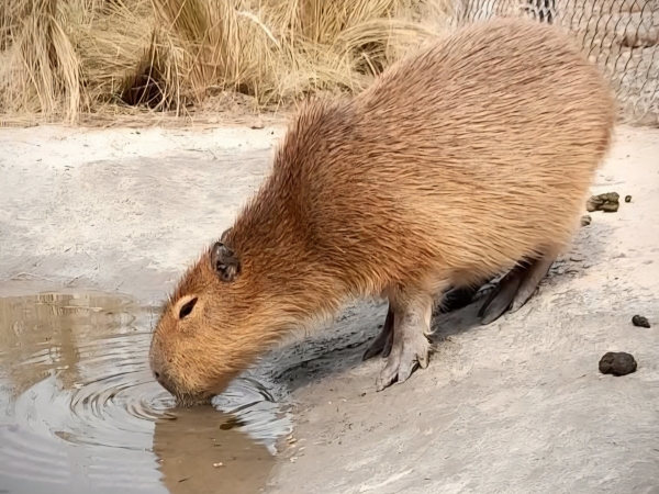 Trasladan a la Reserva Tatú Carreta animales sivestres que estaban en cautiverio