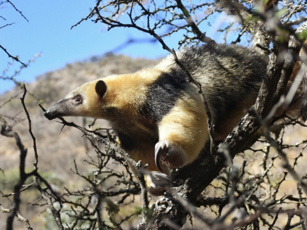 Polic&iacute;a Ambiental regres&oacute; a la naturaleza a siete animales silvestres