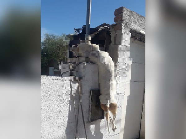 Horror en La Falda: ahorcaron a un perro y lo dejaron colgando de un pilar de luz