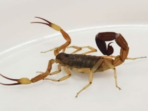 C&oacute;mo prevenir accidentes con alacranes, ara&ntilde;as y serpientes