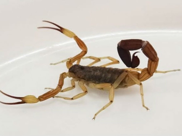 C&oacute;mo prevenir accidentes con alacranes, ara&ntilde;as y serpientes