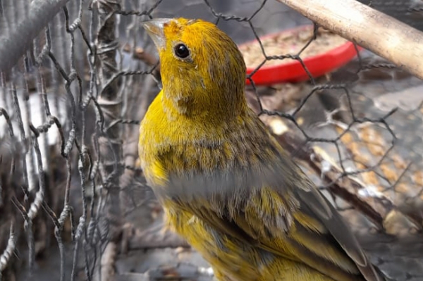 Polic&iacute;a Ambiental rescat&oacute; 51 aves este fin de semana