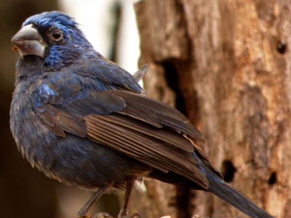 Rescataron aves del cautiverio en Charbonier