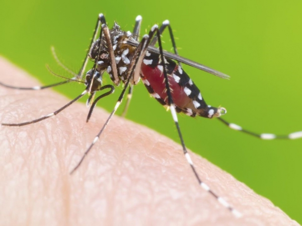 Dengue en Argentina: más de 41.000 casos y 32 muertos