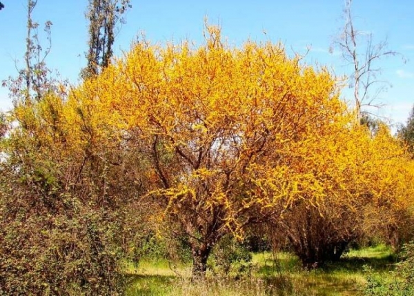 Actividades por la Semana del &Aacute;rbol en Valle Hermoso