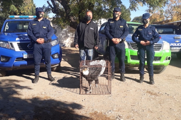 Policía Ambiental trasladó un cóndor andino al Tatú Carreta