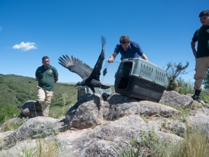 Liberaron animales silvestres tras su recuperaci&oacute;n en el Tat&uacute; Carreta