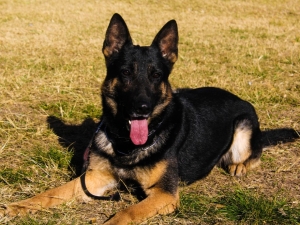 Pasó a retiro el perro más veterano de la Brigada Canina de Policía Ambiental