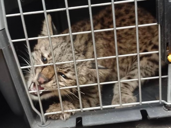 Ten&iacute;an a un gato mont&eacute;s de mascota y viralizaron sus videos: fue rescatado y trasladado al Tat&uacute; Carreta