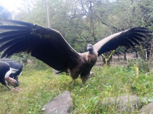 Yuspe se prepara para volar en libertad: el tercer c&oacute;ndor andino nacido en Tat&uacute; Carreta