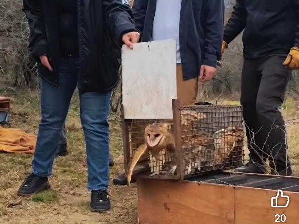 Liberaron 26 aves rehabilitadas en la Reserva Tat&uacute; Carreta