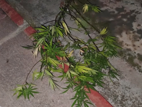 La Falda: intent&oacute; robar plantas de cannabis de una vivienda y termin&oacute; detenido
