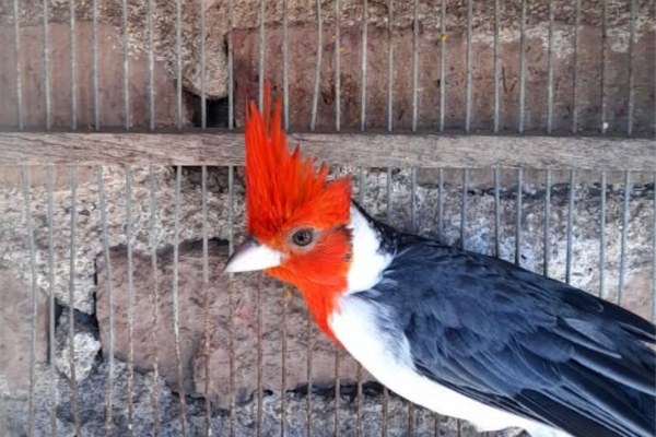 Trasladaron 31 aves silvestres rescatadas al Tat&uacute; Carreta