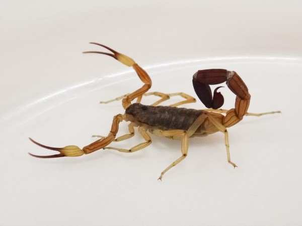 Recomendaciones para prevenir accidentes con animales ponzo&ntilde;osos