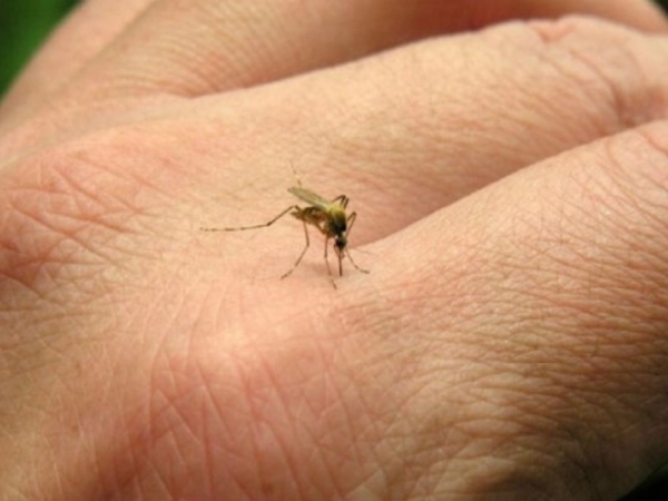 Se registraron dos casos de dengue aut&oacute;ctono en la Provincia
