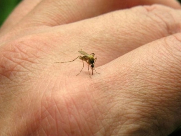 Dengue en baja: Punilla acumula 113 casos