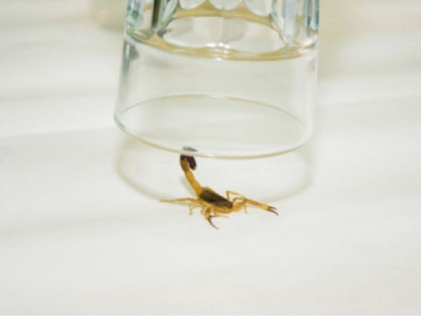 C&oacute;mo capturar alacranes de forma segura