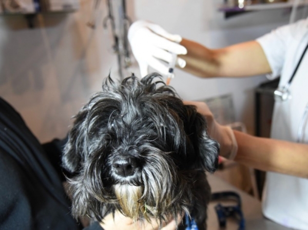 Cronograma de la Campa&ntilde;a de Vacunaci&oacute;n Antirr&aacute;bica en Villa Giardino