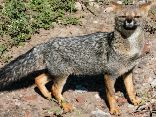 Liberaron 66 ejemplares de fauna silvestre que se recuperaron en el Tat&uacute; Carreta de Casa Grande