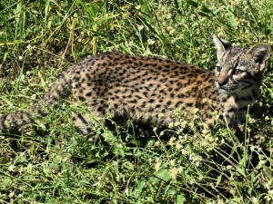 Liberaron m&aacute;s de 60 animales silvestres recuperados en el Tat&uacute; Carreta