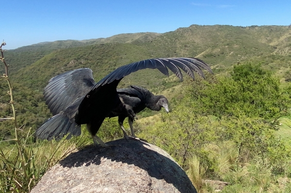 Liberaron cinco aves grandes en el Camino del Cuadrado