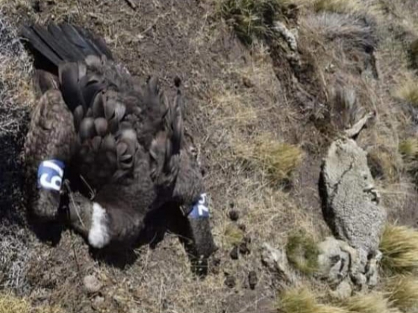 Muri&oacute; envenenado Yastay: el c&oacute;ndor que hab&iacute;a nacido en cautiverio en el Tat&uacute; Carreta