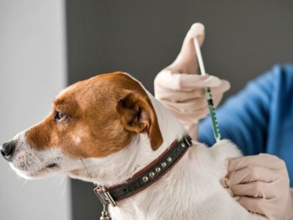 Fechas confirmadas para la Campa&ntilde;a de Vacunaci&oacute;n Antirr&aacute;bica Gratuita en La Falda