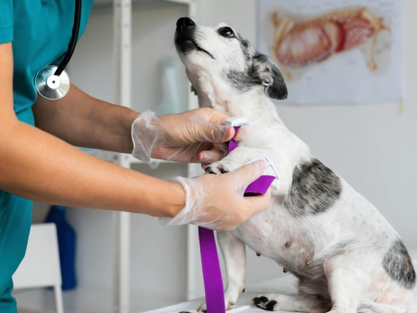 Brindar&aacute;n una jornada de atenci&oacute;n veterinaria gratuita en Valle Hermoso