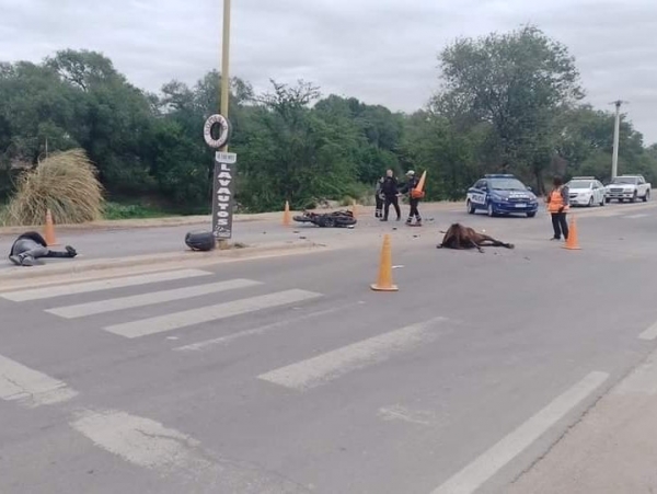 Motociclista herido tras chocar a un caballo sobre ruta 38