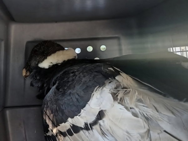 Rescataron a un c&oacute;ndor que no pod&iacute;a volar y lo trasladaron al Tat&uacute; Carreta