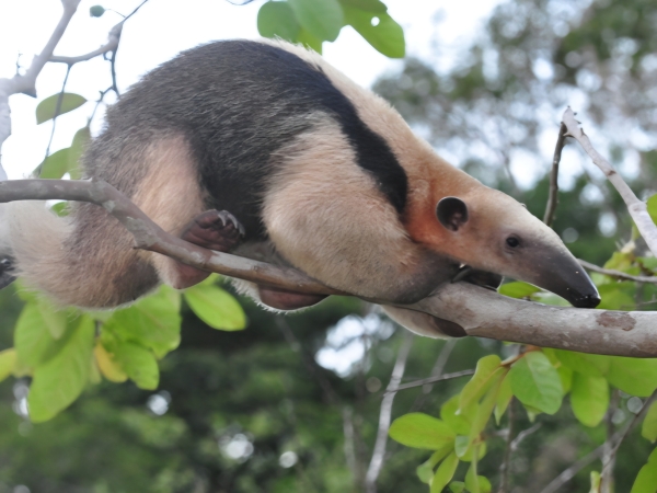 Polic&iacute;a salv&oacute; a un oso melero que estaba acorralado por perros