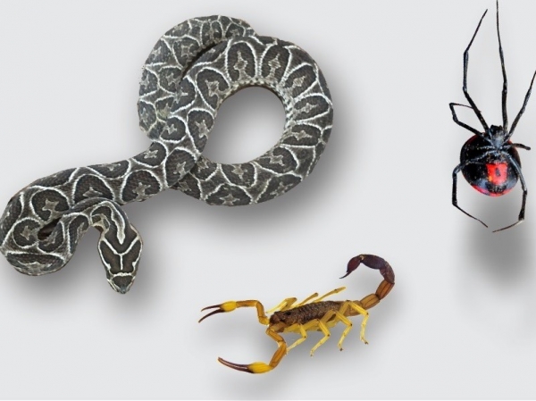 Ponzo&ntilde;osos: c&oacute;mo evitar accidentes, qu&eacute; hacer si ocurren o si aparecen estos animales