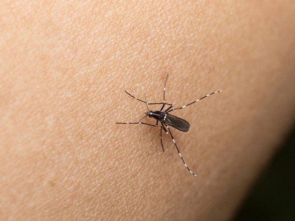Confirman la muerte de una mujer por Dengue en C&oacute;rdoba