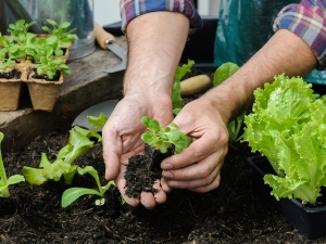 &quot;Cultivando Nuestra Ciudad&quot;: entrega de semillas de Primavera-Verano en La Falda