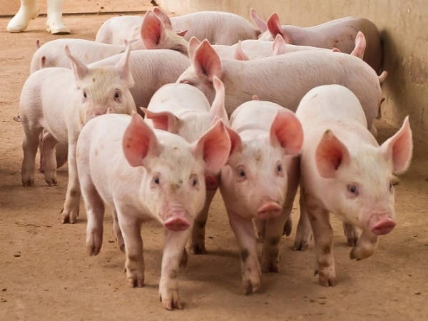 Incendio rural: EPEC indemnizar&aacute; a productores tras la muerte de m&aacute;s de 90 animales