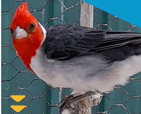 Imagen Polic&iacute;a Ambiental 